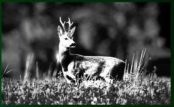 підбір тепловізора