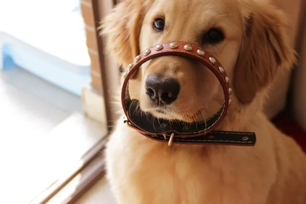 Салон по догляду за тваринами Happy Dog