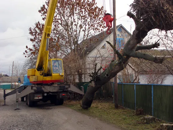 Внаслідок негоди, у Старокостянтинові на сарай впало дерево (фото) — фото 1