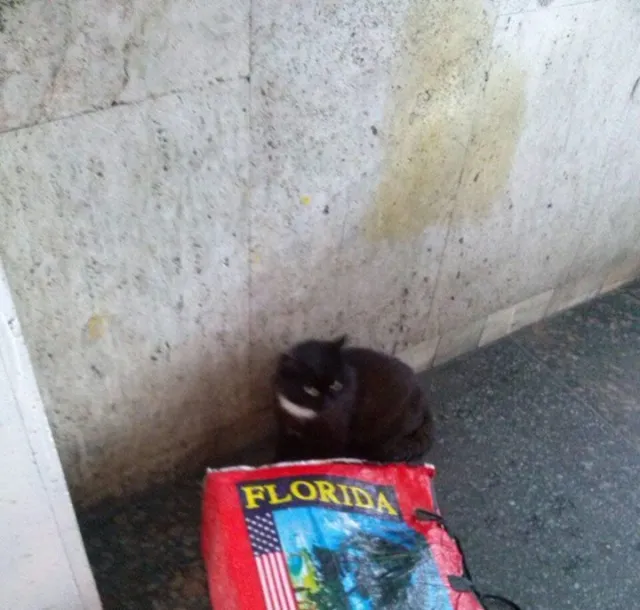 На автовокзалі у Хмельницькому люди злякалися звичайного кота — фото 1