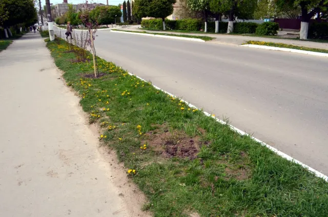 У центрі Дунаєвець невідомі поцупили декоративні кущі, які щойно висадили — фото 1