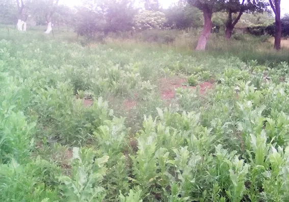Понад тисячу кущів маку вилучили поліцейські на земельній ділянці у жителя Хмельниччини — фото 1