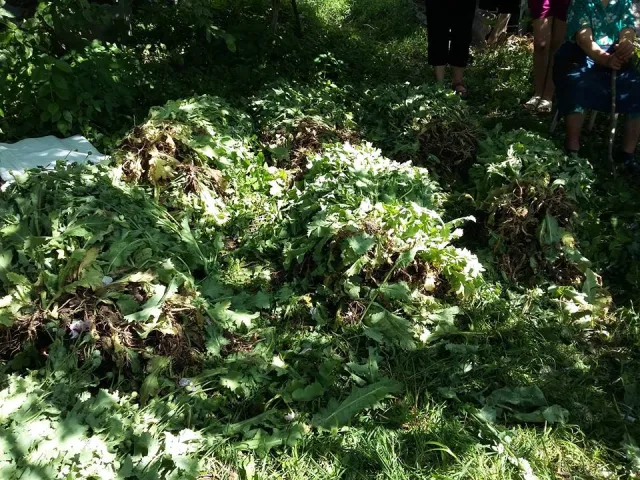 В Дунаєвецькому районі одразу в трьох селах виявлено незаконні посіви маку та конопель — фото 1