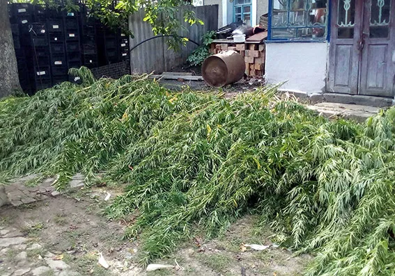 У Віньковецькому районі 58-річний чоловік виростив понад 400 кущів коноплі — фото 1