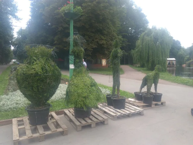 «Живі» слони та геометричні фігури: у Хмельницькому встановили зелені скульптури — фото 4