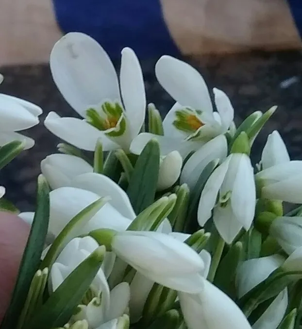 «Первоцвіт»: у Хмельницькому провели рейдові перевірки збуту перших весняних квітів — фото 2