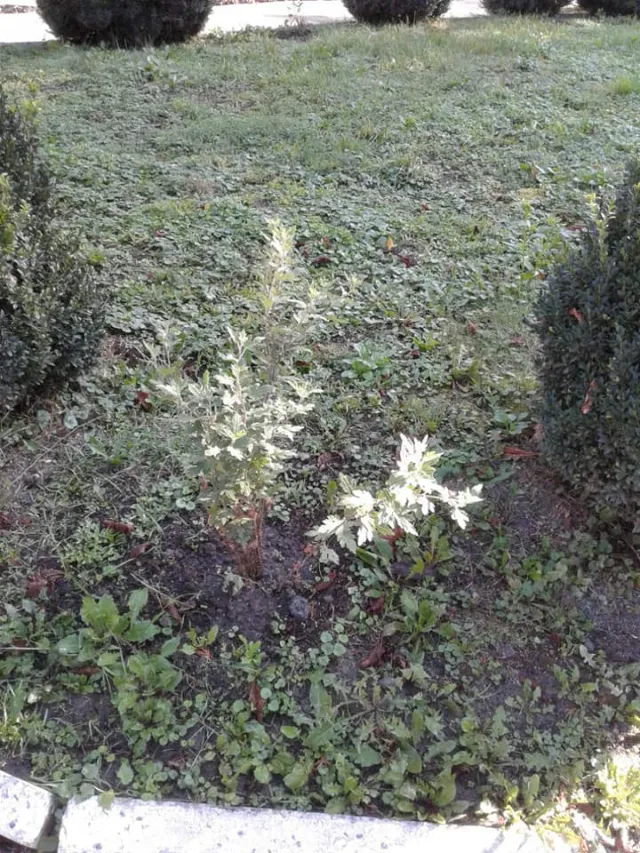 Учні НВК №9 зібрали та здали відпрацьовані батарейки і пластикові кришечки — фото 2